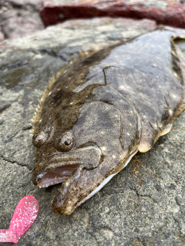 ソゲの釣果