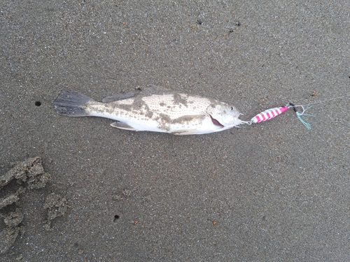 イシモチの釣果