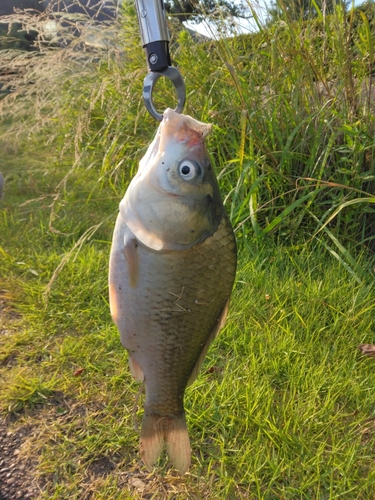 ヘラブナの釣果