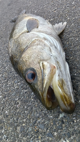 スズキの釣果