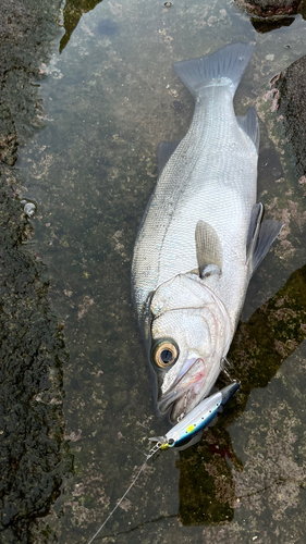 セイゴ（ヒラスズキ）の釣果