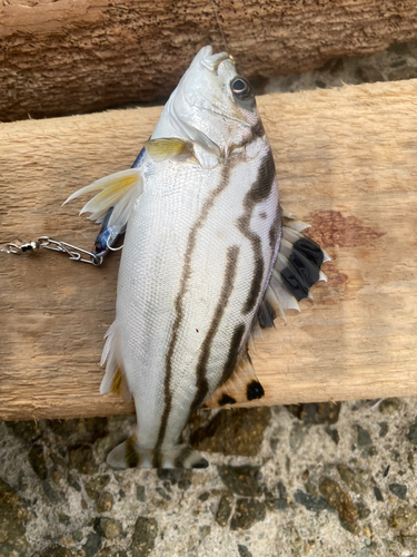 コトヒキの釣果