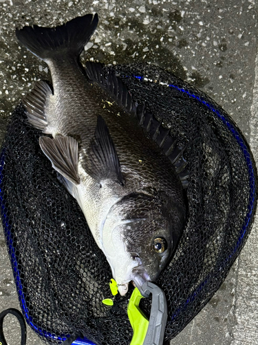 クロダイの釣果