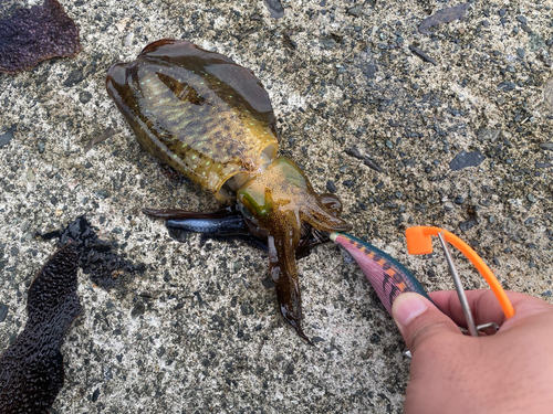 アオリイカの釣果