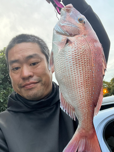 マダイの釣果