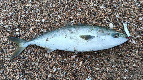 ツバスの釣果