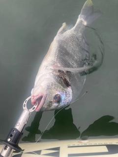 キビレの釣果