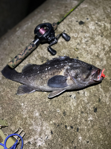 クロソイの釣果