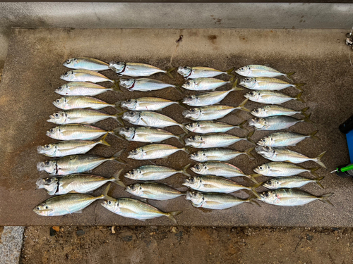 アジの釣果