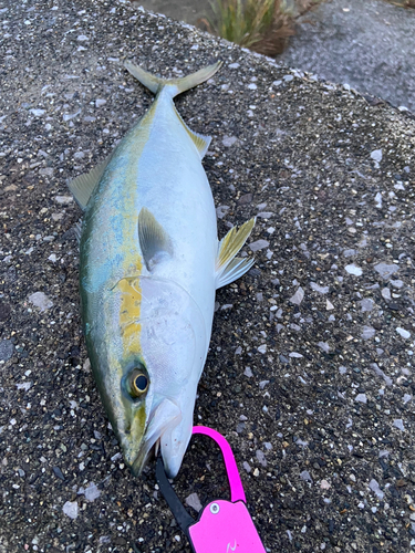 ヤズの釣果