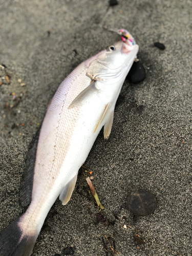 ニベの釣果