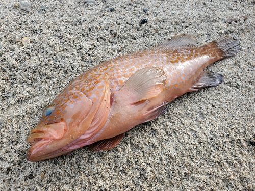 キジハタの釣果