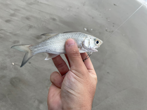 ツバメコノシロの釣果