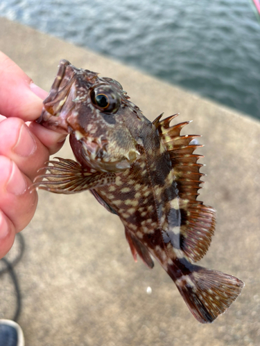 カサゴの釣果