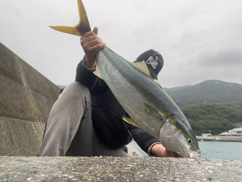 メジロの釣果