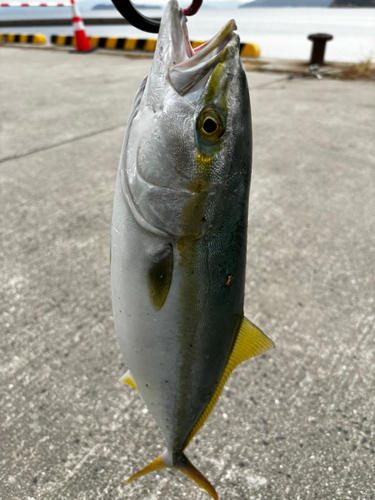 ヤズの釣果