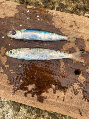 イワシの釣果