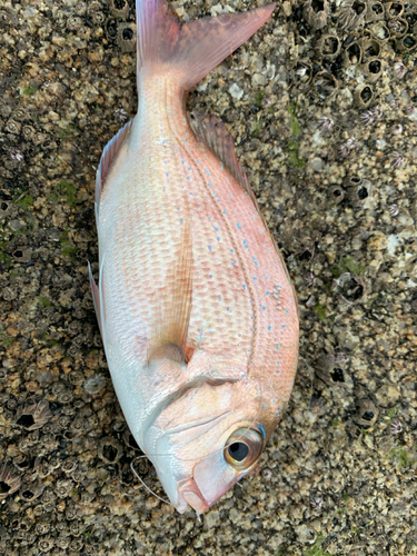 タイの釣果