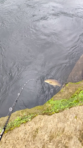 コイの釣果