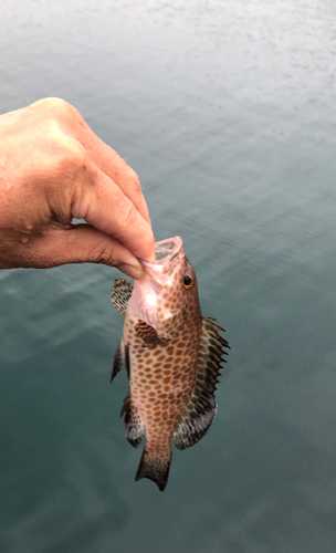 オオモンハタの釣果