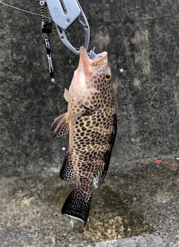 オオモンハタの釣果