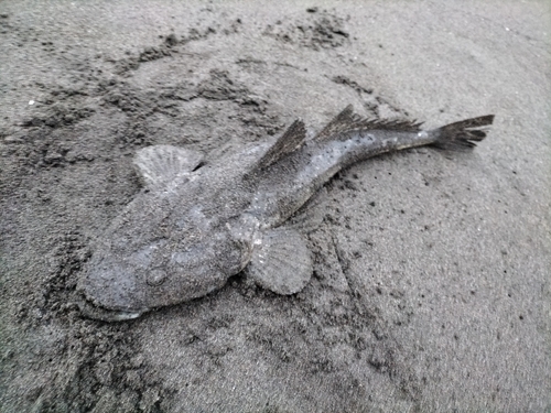 マゴチの釣果