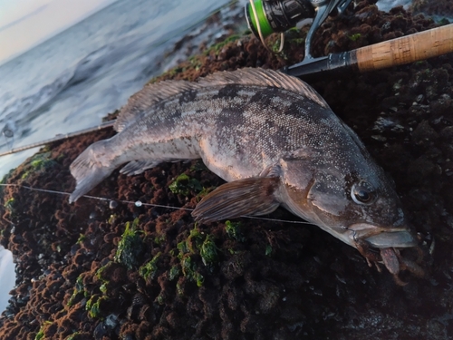 アイナメの釣果