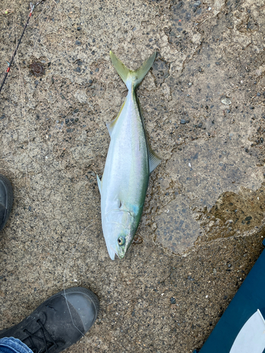 ハマチの釣果