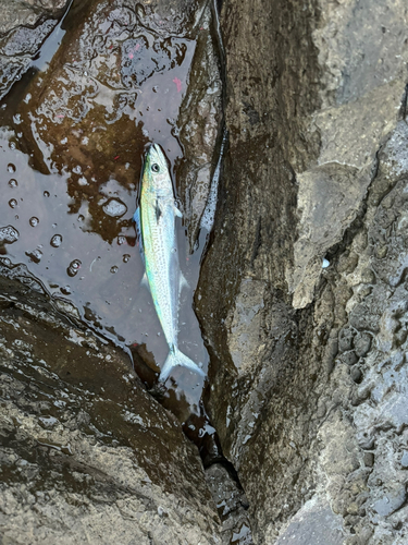 サゴシの釣果