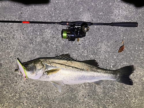 シーバスの釣果