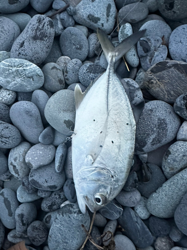 メッキの釣果