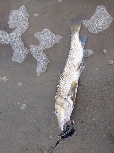 ニゴイの釣果