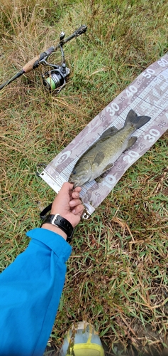 スモールマウスバスの釣果