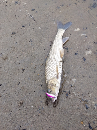 ニゴイの釣果