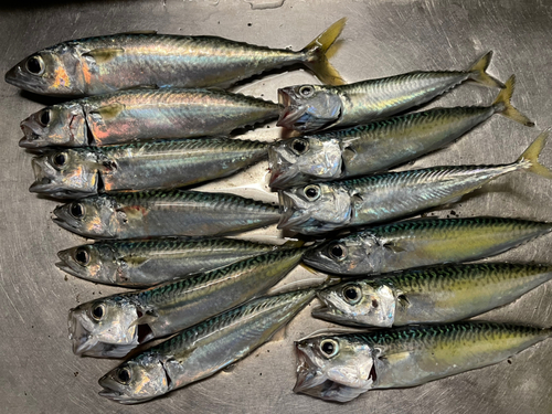 サバの釣果