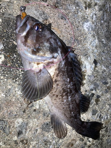 クロソイの釣果