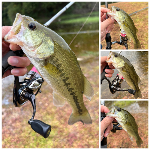 ブラックバスの釣果