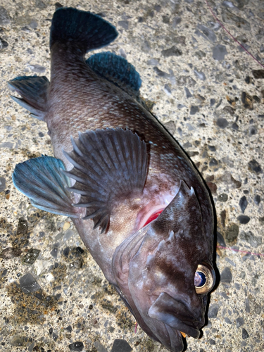 マゾイの釣果