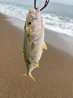 ワカシの釣果