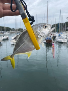 メッキの釣果