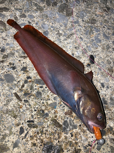 ドンコの釣果