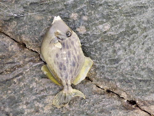 カワハギの釣果