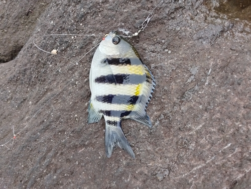 オヤビッチャの釣果