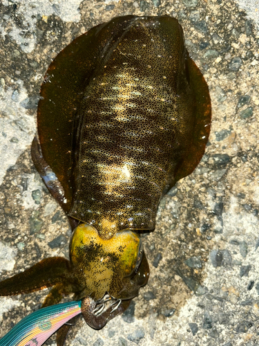 アオリイカの釣果