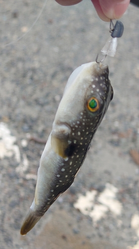 クサフグの釣果