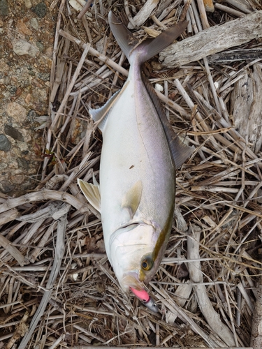 カンパチの釣果