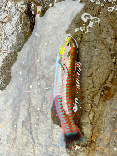 ベラの釣果