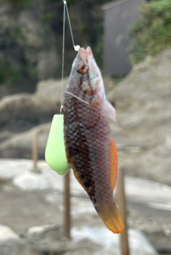 ホシササノハベラの釣果