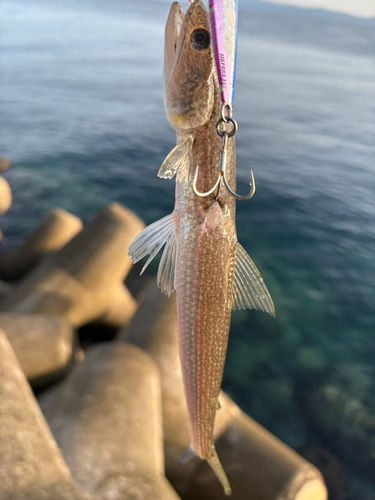 エソの釣果