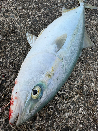 イナダの釣果